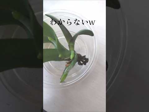 園芸 ピラミッド型の蘭