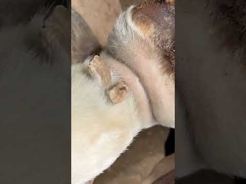 Farrier trims horses chestnut & Ergot …… Oddly Satisfying #farrier #horse #asmr