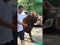 Iduladha Quran Kurban Sapi Iduladha2024 1445h Takbiran Masyaallahtabarakallah Kenangan