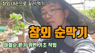 텃밭농사 참외 순막기 1차 순지르기 순치는법 아들순(곁가지) 키우기