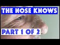 The Nose Knows: Part I "Mr. Wilson's" Blackhead Extractions