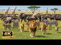 4K African Wildlife In Bale Mountains National Park Rare Animals Stunning Nature