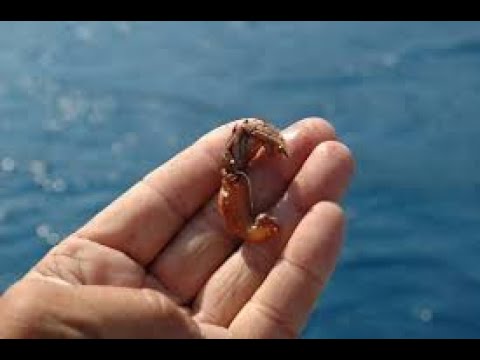 Relazione su parassiti di impianti Intorno helminths questo