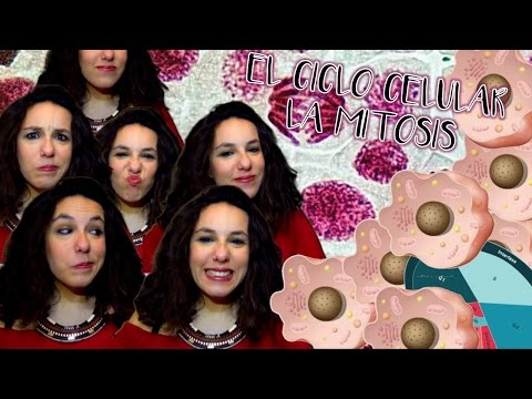 La mitosis y el ciclo celular. Bio[ESO]sfera - Biología