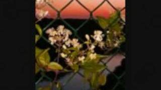 Angel In Disguise- Pillar