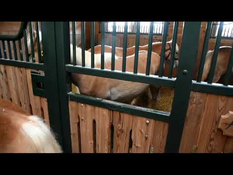 Erste Fohlenrettung der Saison - Animal Spirit