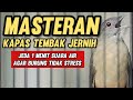 Masteran KAPAS TEMBAK GACOR Jernih Dengan Jeda 1 Menit Suara Air Untuk Masteran Murai Batu Dll