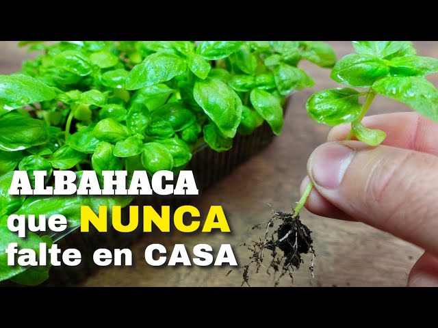 Vídeo relacionado con Cultivos del Zodiaco Tauro | Semillas de Albahaca | Kit de cultivo con bomba de semillas, sustrato y maceta | Regalo original para amantes del horóscopo | Resetea