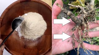 How To Get Rid Of Nematodes   Eliminate Root Knot Nematodes In Garden Soil And Potted Plants