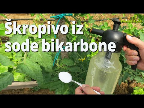 Škropivo iz sode bikarbone krepi rastline pred boleznimi, odganja uši in polže - Zeleni svet