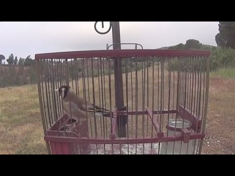 GOLDFINCH SONG to ATTRACT Other Birds