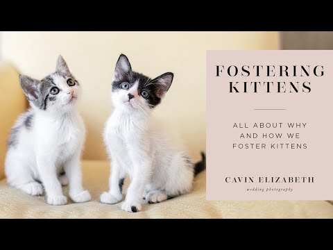 Why and How We Foster Kittens through the San Diego Humane Society