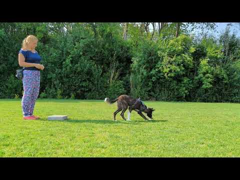 Obi 1 Kimbo - Target hoch