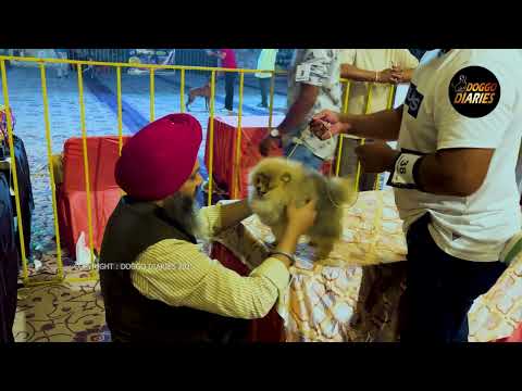 Toy Poms in Barnala Dog Show | Judge: Baljit Singh Bhullar | 2 Nov 2025 | Doggo Diaries