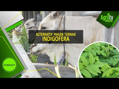 Wanita murah patogen Hammer tetes alamat torus
