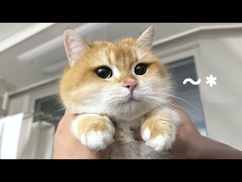 뚠빵이가 된 소빵이.. 아빠가 고양이를 3주 키웠을뿐