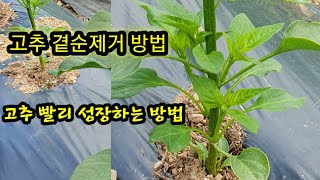 #고추 곁순제거하는방법 #고추빨리 성장하기