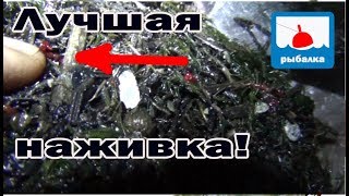 Ловля линя на озере летом ночью