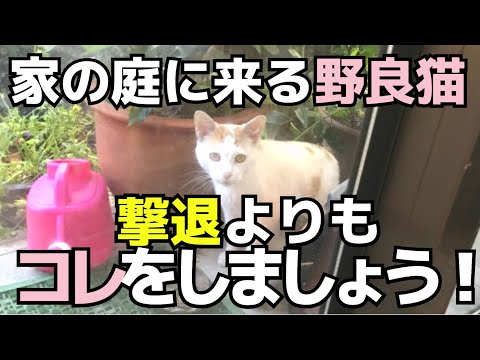 庭の猫の排泄物 - 近所の猫が庭で排泄した場合はどうすればよいですか?