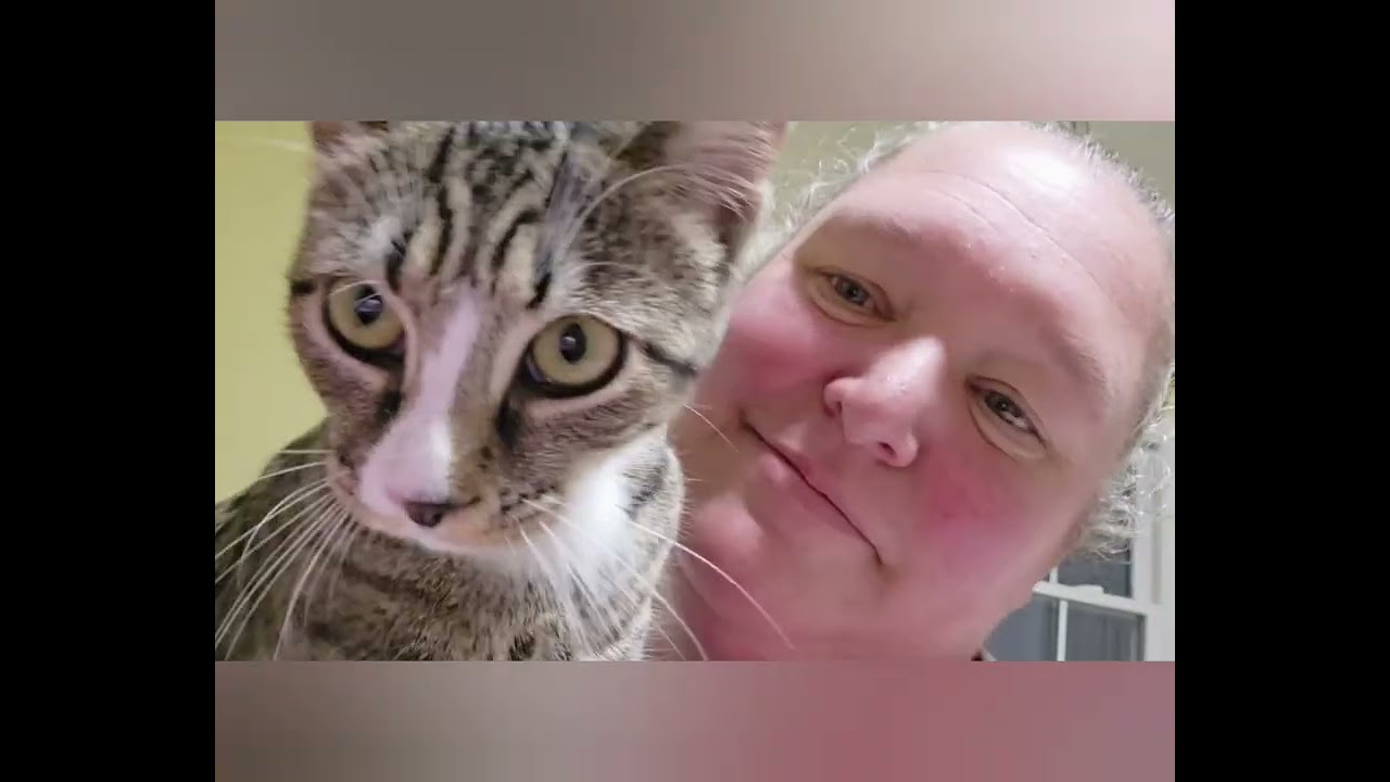Enlarge Hamburger TN, a Adoptable Domestic Short Hair in Kingsport, TN video 6/6
