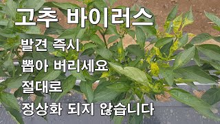 [고추] 바이러스 발견 즉시 뽑아 버리세요 절대로 정상화 되지 않습니다