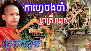 កាហ្វេចងចាំវត្តតាសុតទេសភាពស្រស់ស្អាតថែមទាំងមានសត្វព្រៃជាច្រើន ២១ ១០ ២០២៥