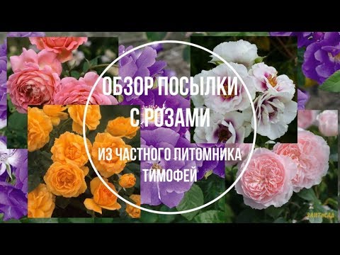 2 обзор посылки