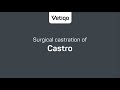 Surgical Castration Of Castro