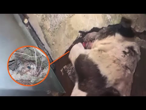 Stray dog ​​digs rocks with Bleeding Paws to Save Kitten!