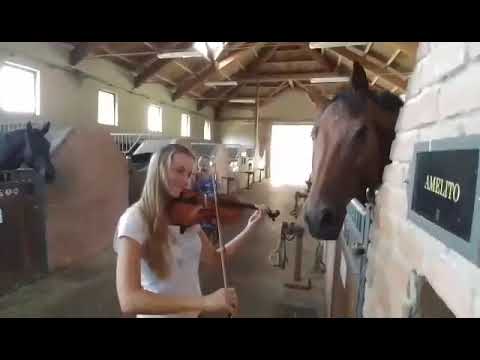Horses like violin playing