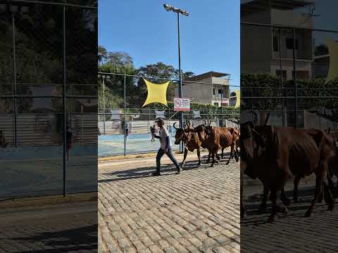 festa do carro de boi em Eugenopolis MG