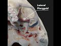 Temporomandibular joint (TMJ) and its articular disc