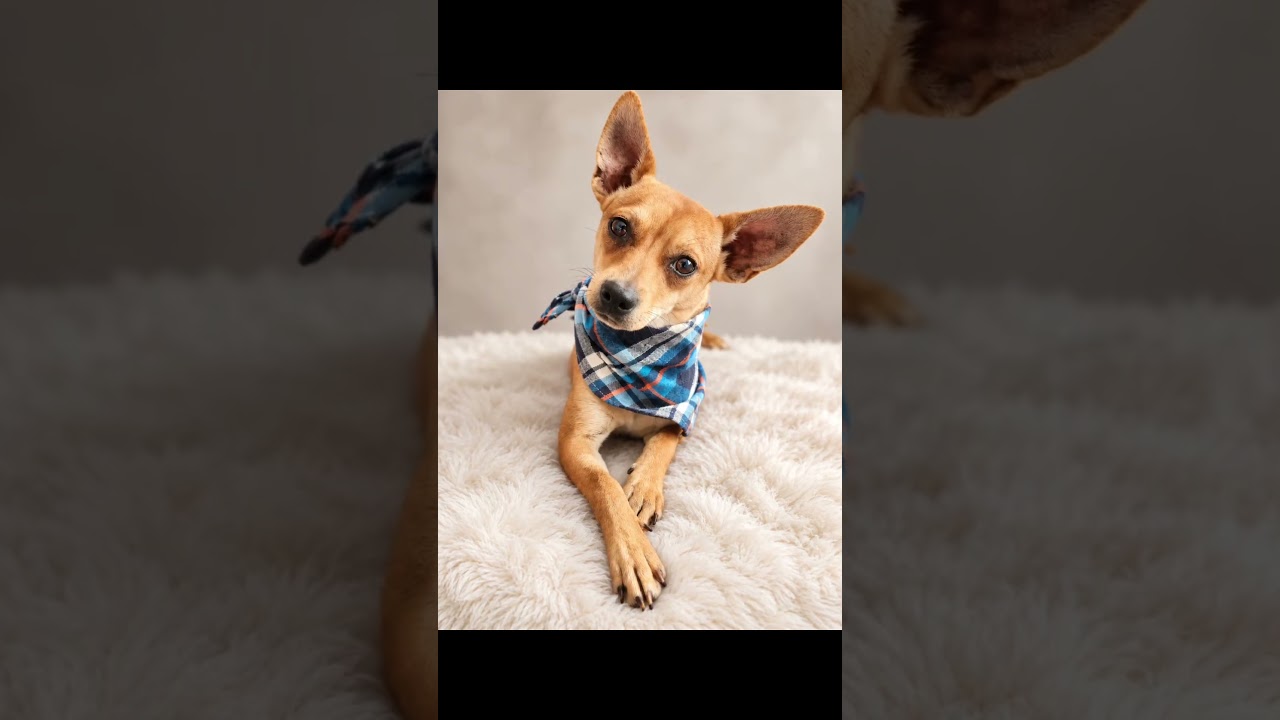 Enlarge Cadejo, a Adoptable mixed breed in Menifee, CA video 2/3