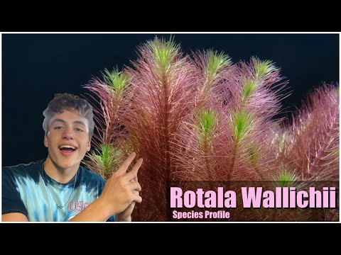 Easy pink aquarium plant Rotala Wallichii Care guide and species profile