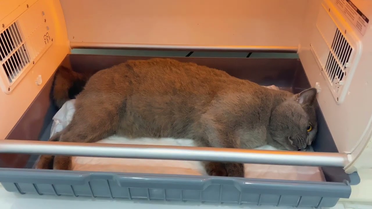 Erkek Kedi Kısırlaştıma (kastrasyon) Ameliyatı