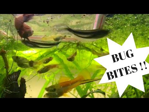 #FluvalBugBites Fish Food Feeding Frenzy Contest Entry; Fluval Bug Bites Tropical Fish Food
