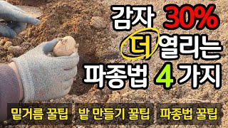 감자 30% 더 열리는 파종법 4가지 - 밑거름, 밭만들기, 파종법 꿀팁을 한꺼번에!