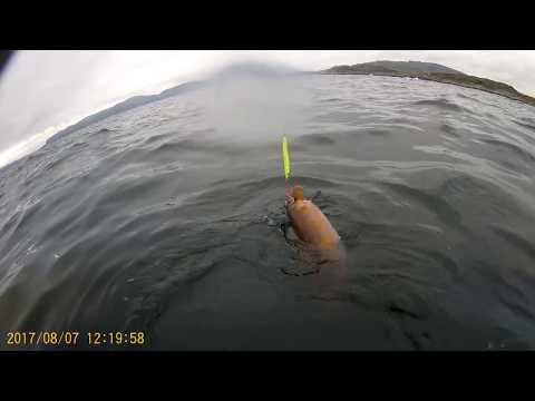 Norja Pykeija merikalastusvideot 7.8.2017