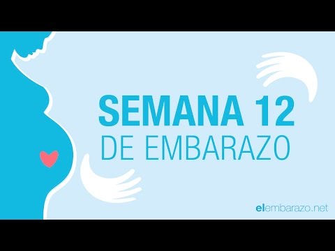 Semana 12 de embarazo Semana 12 de embarazo