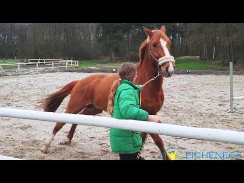 Wie kann ich Schrecksituationen mit Pferden alleine meistern? | Nachgefragt ... abgehakt! Folge 7