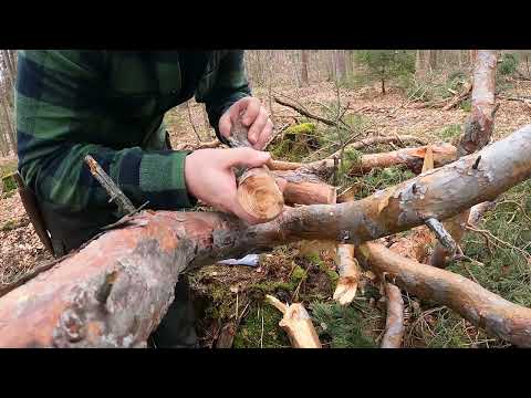 Kienspan-Ernte! Auf der Suche nach dem Gold des Waldes.