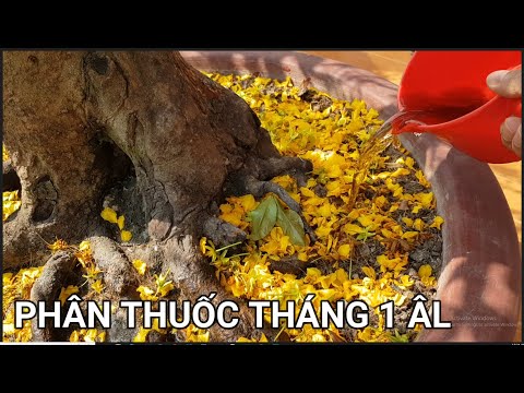 🔴 QBS23362 - HƯỚNG DẪN ĐI PHÂN THUỐC CHO CÂY MAI VÀNG THÁNG 1 | CÁCH CHĂM SÓC CÂY MAI VÀNG THÁNG 1