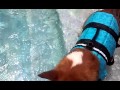 Corgi Floating Alone In The Pool