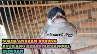 Download lagu suara anakan burung kutilang#kutilangribut mp3
