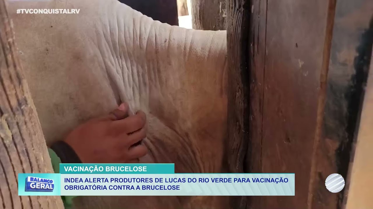 Vacinação de bezerras é obrigatória até 30 de junho; descumprimento gera multa e bloqueio da GTA