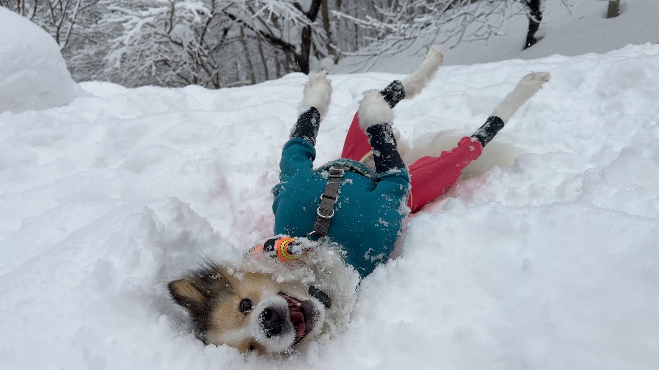 【小樽】雪遊びが嬉しすぎた愛犬がこうなりました🤭