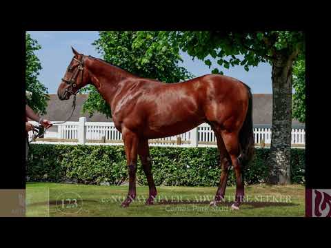 2021 August Yearling Sale - Lot 123 c. NO NAY NEVER x ADVENTURE SEEKER