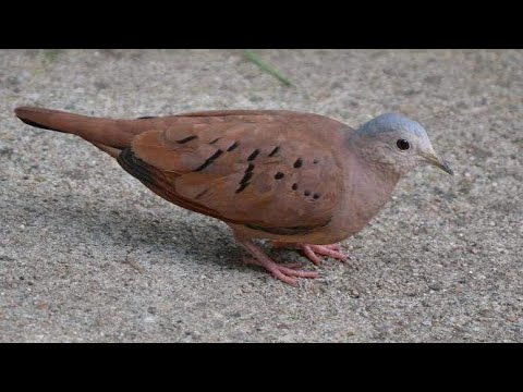 Porque no crio rolitas - tortolitas