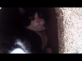 Air Horn Cat 4 Hiss Repeat
