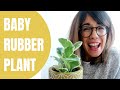 Baby rubber plant care - Peperomia Obtusifolia